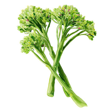 Watercolor watercolor illustration of two vibrant green broccolini stalks crossed, isolated on transparent background