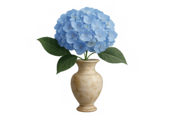 Blue hydrangea blooming in a beige vase, creating elegant floral display with a transparent alpha channel background
