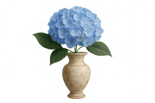 Blue hydrangea blooming in a beige vase, creating elegant floral display with a transparent alpha channel background