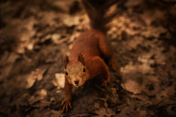 A curious squirrel approaches the camera while navigating through a bed of autumn leaves in a...