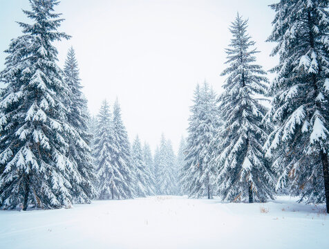 Snow covered evergreen trees in a winter forest landscape