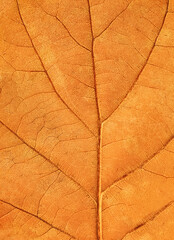 Close-up view of a vibrant orange leaf showcasing intricate textures and patterns in autumn sunlight