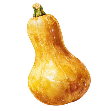Watercolor a ripe butternut squash isolated on a transparent background, showcasing its smooth skin and unique shape