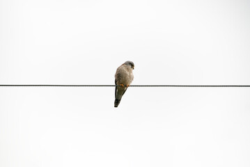 Common kestrel (Falco tinnunculus) perched on a single electric wire against a bright white sky. Minimalist wildlife scene symbolizing balance, freedom and observation.