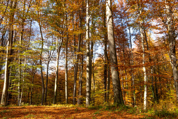 Colorful beech forest in the mountains on a sunny autumn day