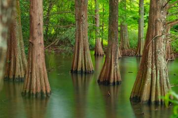 Obraz premium 篠栗九大の森のラクウショウ