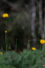field of flowers yellow flowers in the garden dandelions in a meadow