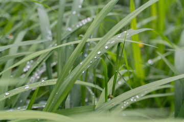 dew on grass