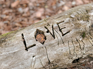 L'inscription amour sur un arbre tombé dans la forêt. Gros plan.
