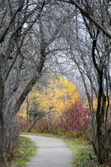 Chemin dans un parc d'automne, bord&eacute; d'arbres et de feuilles mortes. Mise au point s&eacute;lective.