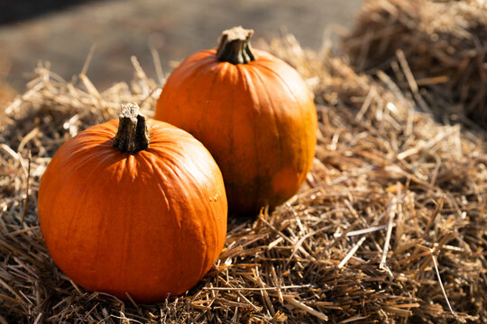 Two round orange pumpkins rest on dry straw bales in natural sunlight. Suitable for autumn, harvest, Halloween, or Thanksgiving seasonal themes and agricultural concepts. - Powered by Adobe