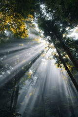 Sunlight beams through tall trees, creating a majestic forest scene. The light rays illuminate the lush canopy, casting a tranquil, serene atmosphere