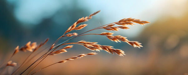 A close-up shot of dry grass stalks swaying gently in the breeze, with soft sunlight creating a warm atmosphere