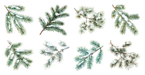 Fototapeta premium PNG Snow-covered evergreen branches collection, element set on transparent background