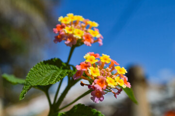 red and yellow flowers lantana camara