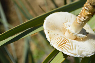 close up of a mushroom on palm leaf