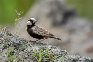 A male Ashy-crowned sparrow-lark (Eremopterix griseus) sitting in a blurred background. Rajarhat, West Bengal, India