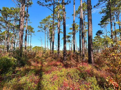 A bright autumn scene in Croatan National Forest, where tall longleaf pines rise above a colorful understory of red blueberry bushes and golden grasses, under a clear blue sky