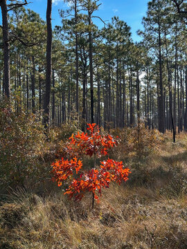 A Southern Red Oak sapling stands in golden grass at the edge of a pine forest, creating striking autumn contrast against tall green pines and a clear blue sky. Peaceful woodland scenery
