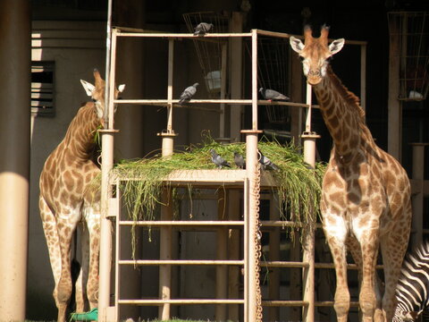 Two giraffes feeding hay with pigeons at zoo - Powered by Adobe