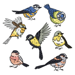 trendy collection of hand-drawn color illustrations of vibrant wild birds with black outlines. Detailed illustrations of tits, small songbirds, perfect for nature-themed designs, prints, textiles. © Svetlana