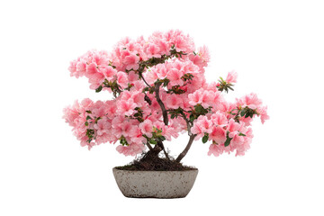 Pink bonsai azalea in pot