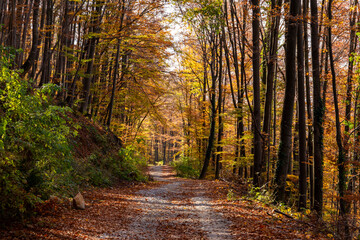 Mountain beech forest on a bright autumn day