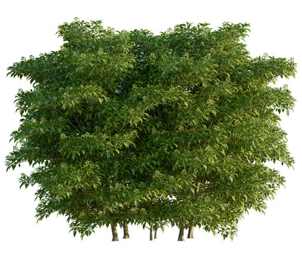 Trochodendron aralioides tree cutout transparent background, front view, isolate, Lush tree canopy with dense green foliage, perfect for summer scenes
