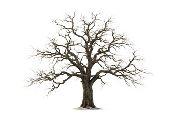 Fototapeta premium Leafless deciduous tree with complex branching system and natural winter silhouette form, isolated on a transparent background