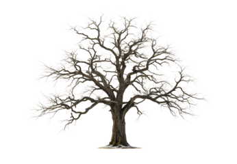 Leafless deciduous tree with complex branching system and natural winter silhouette form, isolated on a transparent background