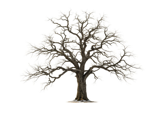 Leafless deciduous tree with complex branching system and natural winter silhouette form, isolated on a transparent background
