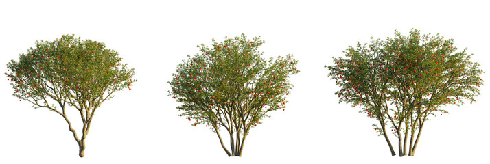 Punica granatum tree cutout transparent background, front view, isolate, Vibrant pomegranate trees with red blooms for landscaping projects