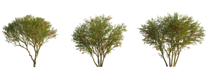 Punica granatum tree cutout transparent background, front view, isolate, Vibrant pomegranate trees with red blooms for landscaping projects