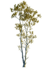 Obraz premium Betula ermanii tree cutout transparent background, front view, isolate, Elegant birch tree displaying golden leaves in the sunlight of autumn