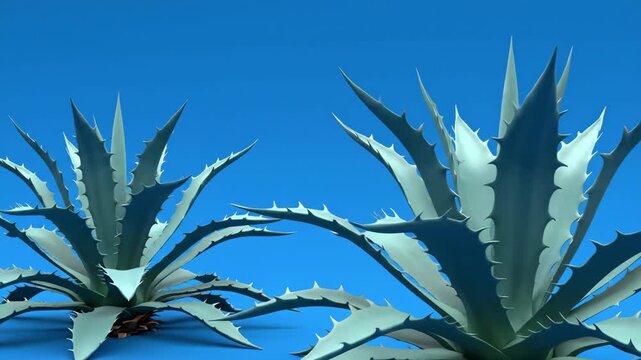 Video animated Agave plant Growth with spines details on blue background