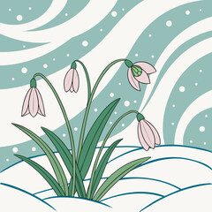 Snowdrops blooming in the snow, a sign of spring