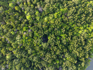 Amazing abundant mangrove forest, Aerial view of forest trees Rainforest ecosystem and healthy environment background, Texture of green trees forest top down, High angle view