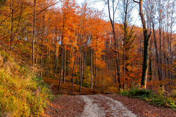 Road through a mountain beech forest on a bright autumn evening