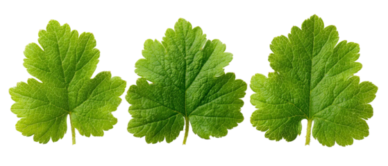 Three vibrant green grape leaves arranged side by side, showcasing their intricate textures and natural beauty, ideal for botanical studies or nature-themed projects