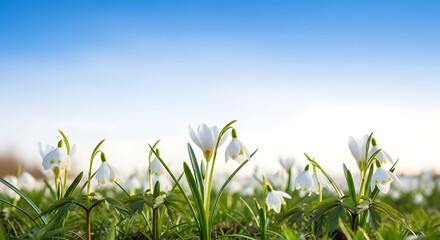 Delicate white snowdrop flowers blooming in a field under a clear blue sky