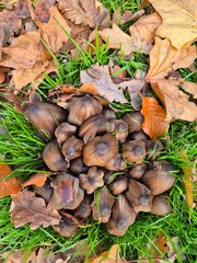 Close-up of mushrooms surrounded by autumn leaf and green grass