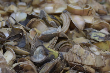 A close-up texture background of thick, fibrous, and roughly sliced banana pseudostem (false trunk) material. This agricultural byproduct is frequently utilized in tropical farming as natural fertiliz