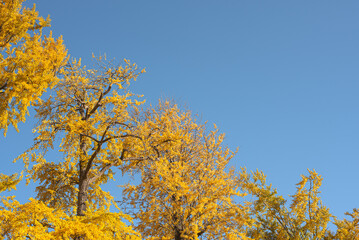 Fototapeta premium 東京の秋、黄金色に輝く銀杏並木と青空 / Golden Ginkgo Tree Avenue and Blue Sky in Autumn, Tokyo, Japan