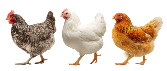 Three distinct chickens showcasing different breeds and colors, standing side by side against a neutral background, highlighting their unique features and textures