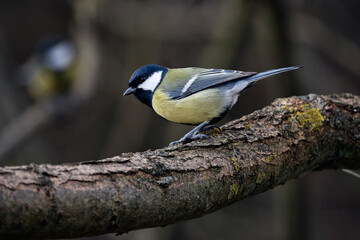 great tit parus major