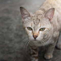 A close-up portrait captures a gray tabby cat with striking green eyes staring intensely into the camera against a muted, dark background.