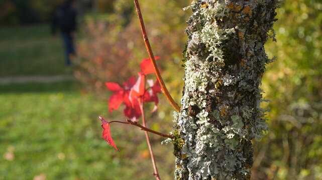 AUTUMN Tree Closup With VERY Vibrant Orange Colour AT Autumn