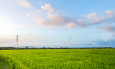 Bright sky over rice paddies, Green rice fields under blue sky