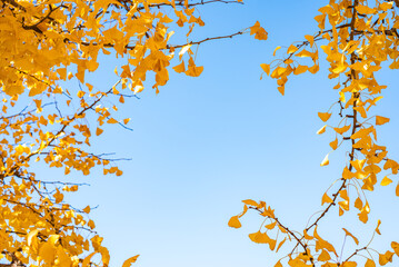 東京の秋、黄金色に輝く銀杏並木と青空 / Golden Ginkgo Tree Avenue and Blue Sky in Autumn, Tokyo, Japan