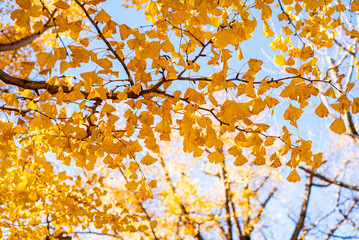 東京の秋、黄金色に輝く銀杏並木と青空 / Golden Ginkgo Tree Avenue and Blue Sky in Autumn, Tokyo, Japan